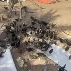 دجاج بلدي