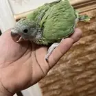 فروخ دره هندي حجم سوبر جامبو