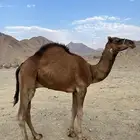 قعود أحمر دم مشروع فحل يعرف الرسل والقيد