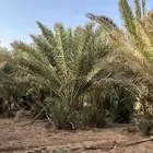 نخل للبيع انواع نبت