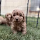 كلاب مالتيبو