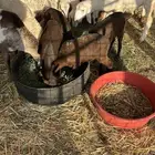 تيوس جنوبية