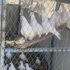 حمام فرنسي منتج