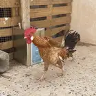 ديك للبيع