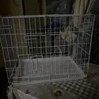 قفص كلب