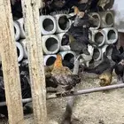 الدجاج بلدي اسود