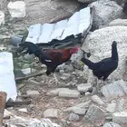 ديك ودجاجة للبيع