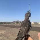 للبيع كروان وايت فيس هدد خارجي (فرخ)