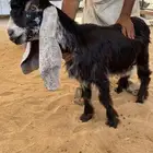 للبيع تيس وجفره عارضيات صنف