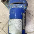 ديلمة سمنان امريكيه 3 4 حصان