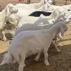 الطليان طيبه