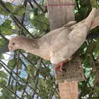 طيره هومر