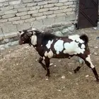 تيس