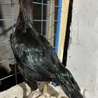 للبيع دجاجه باكستانيه سنديه