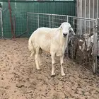 فحل حري مشروط ضراب وملطيه شرط