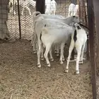 تيوس وحفار