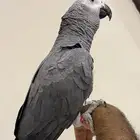 للبيع كاسكو انتاج محلي سوبر سوبر جانبو