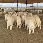 ذبايح زواج ذبائح مناسبات ذبيحه ثلاجه يوجد صلخ وتوصيل جده