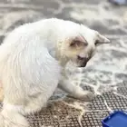 قط هملايا للتبني