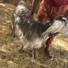 عنز دافع