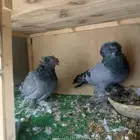 حمام زوجين بخاري وابنهم