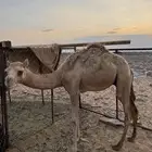 حشو للبيع