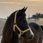 فرس لقاح ( تم البيع )