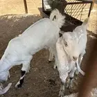 معزا