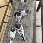 جوز باكستاني معه اربع طبات