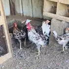دجاج عربي وافرق دم صافي من الانتاج