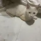 قط منزلي شيرازيه أنثى العمر 4 اشهر