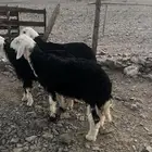 طليان نجد ضحايا