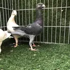 أناثي بيوتي هومر