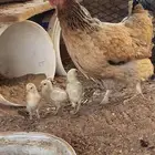 ديك ودجاج تركي