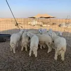 ذبايح للبيع ذبائح زواجات مناسبات حلال جاي من البر 10 طليان