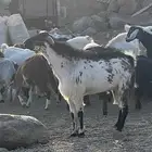 تيس فحل مشروط سديس