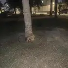 قطط صغار للتبني