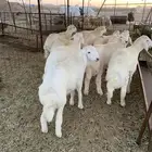 غنم حري ذبايح مناسبات ذبائح ثلاجه عقيقه يوجد صلخ وتوصيل