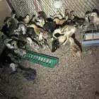 دجاج وبط
