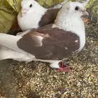 زاجل مكتف