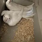 جوز البينو منتج شرط للبيع