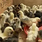 صوص بلدي