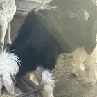 طلي جذع مشروع فحل صنف وحار عمره حول 8 شهور ونصف نجدي