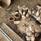 صيصان دجاج