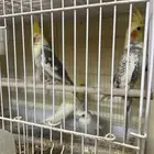 طيور كروان منوعه انتاج محلي