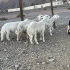 (تم البيع ) رخال حريات مراح واحد