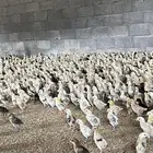 صوص صيصان فروخ دجاج بلدي