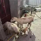 ضان