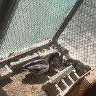 بط الخضيري اصلي