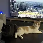 قطط تبني بكامل أدواتهم